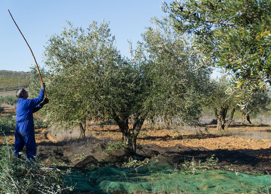 Bareo de olivo Hombre con peto azul bareando los olivos