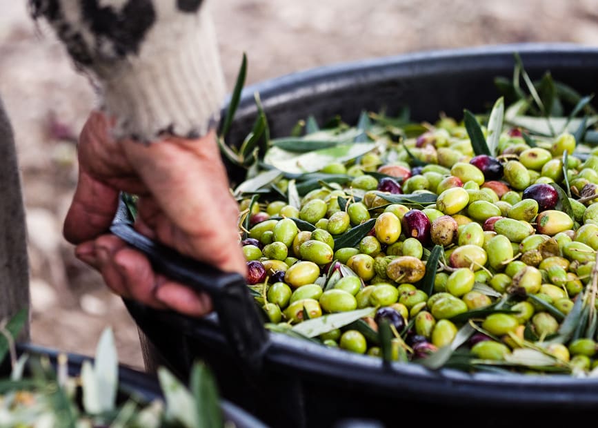 Cesto de aceitunas Mano sosteniendo una cesta de aceitunas